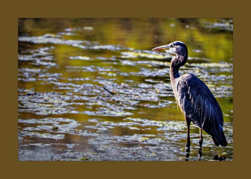 Great Blue Heron on the watch- 00